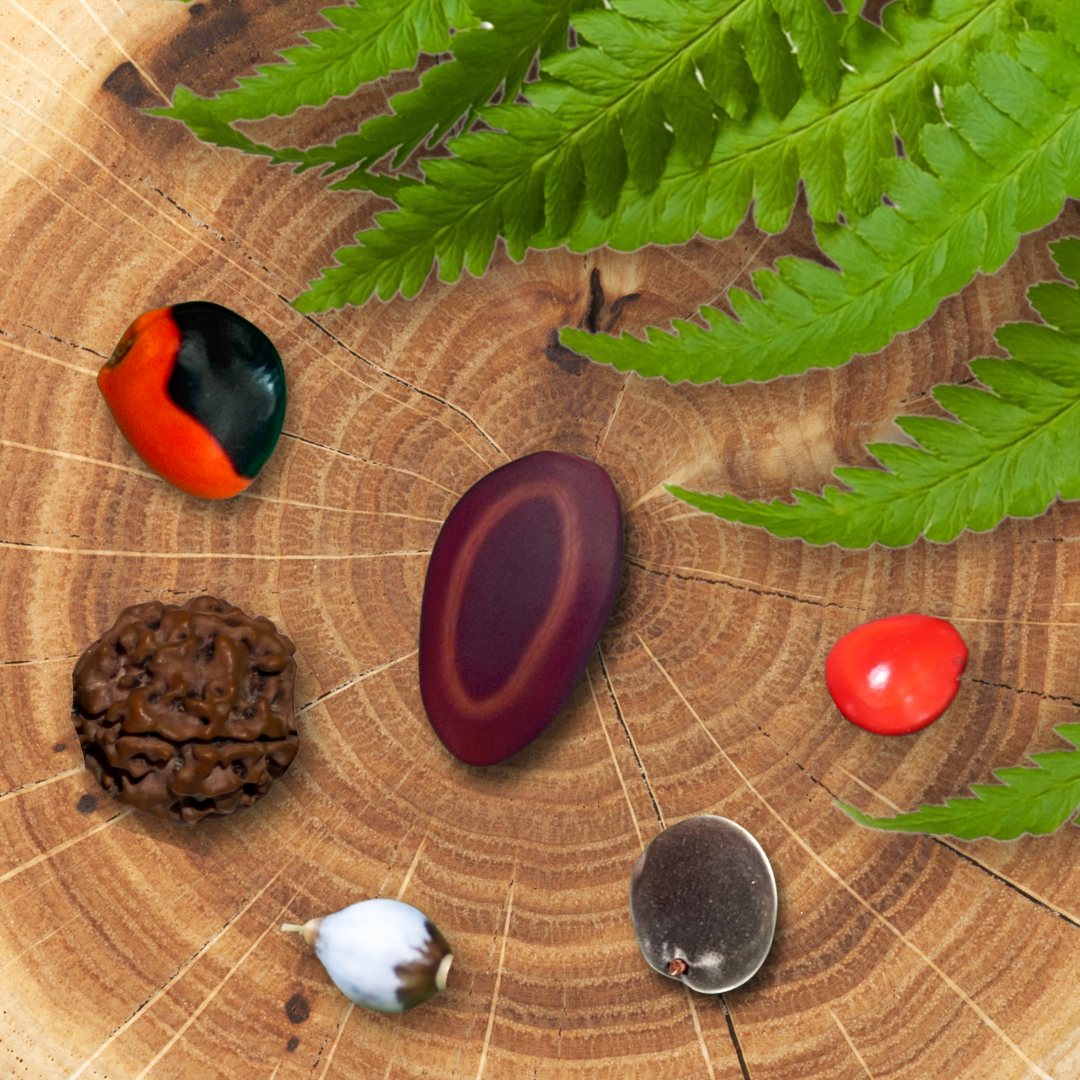 Les graines de Guadeloupe : trésors naturels et symboles d’inspiration